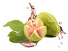 Guajava-Fruit-Extract image
