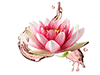 Lotus FLower - with oil Lotus FLower image