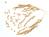 Rice Protein Rice Protein image